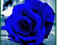 Blue roses puzzle HTML5 Spiel